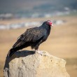 A Turkey Vulture perched on a stone pillar.
