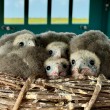 Four down-covered Aplomado Falcon nestlings cuddled together in an artificial nestling structure.