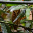 A Serendib Scops-owl perched on a branch surrounded, and partially obscured, by dense vegetation.