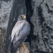 A Sooty Falcon perched on a rocky cliff.