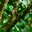 A hand-reared immature Puerto Rican Sharp-shinned after being returned to the wild.