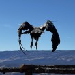 An immature California Condor taking flight off a perch at our management facility in Arizona.