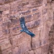 A California Condor in flight seen from above with a red rock cliff behind it.