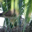 An adult Ridgway's Hawk feeds a foster nestling placed in its nest by our team after it was rescued from its original nest as an egg.