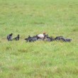 A flock of Black Vultures and a single King Vulture sitting in an open pasture.