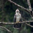 A wet immature Black-and-chestnut Eagle perched on a branch in the rain.