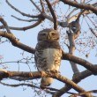 A Forest Owlet perched on a branch.
