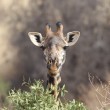 A closeup of the head of a Masai Giraffe.