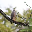 A Roadside Hawk perched on a branch.