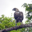 A banded Philippine Eagle perched on a branch facing away from the camera but turning its head to look back.