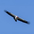 A soaring King Vulture with blue sky behind it.