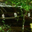 Four fledgling Puerto Rican Sharp-shinned Hawks perched on a branch outside our new hack box.