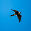 An Aplomado Falcon in flight.