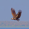 A White-rumped Vulture flying over a body of water.