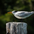 A Royal Tern perched on a dock post.