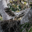 A nestling Harpy Eagle standing in its nest with wings spread wide.