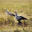 Two Secretarybird birds walking through yellow grass.