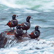 Four Harlequin Ducks sitting on a rock surrounded by rushing water.