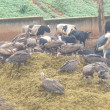 Hooded Vultures and other scavengers foraging at a slaughterhouse in Rwanda.