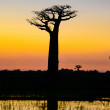Baobab trees silhouetted by the setting sun.