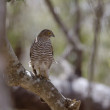 A bird of prey sitting on a branch.