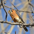 A male American Kestrel perched on a bare branch.