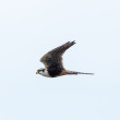 An adult Aplomado Falcon flying in front of a cloudless sky.