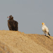 A Red-headed Vulture and Egyptian Vulture standing side by side on bare ground.