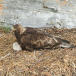 An adult Golden Eagle sitting on its nest with a down-covered nestling.