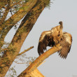 A White-backed Vulture perched on a broken branch with its wings spread slightly to catch the sun.