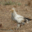 An Egyptian Vulture walking across bare ground with another larger vulture in the background.