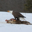 A Bald Eagle standing on the remains of a dead deer and vocalizing in a snowy landscape.
