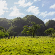 People walking in a grassy field surrounded by trees and vegetation-covered hills.