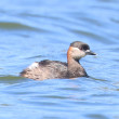 A swimming Madagascar Grebe.