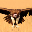 A close-up of a Lappet-faced Vulture flying directly towards the camera.