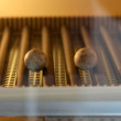 Four small Puerto Rican Sharp-shinned Hawk eggs in an incubator in our Puerto Rico propagation facility.