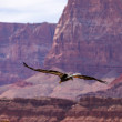 A California Condor in flight in front of red rock cliffs.