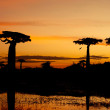 Boabab trees silhouetted by an orange sunset.
