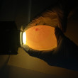 A closeup of a California Condor egg being candled by one of our propagation specialists.