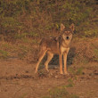 An Indian Wolf standing still and looking at the camera.