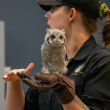 Avian ambassador Nox, a Northern White-faced Owl, at four weeks old perched on the glove of a trainer during an education program.