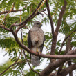 A Ridgway's Hawk resting on a branch.