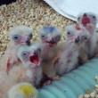 Aplomado Falcon nestlings in our propagation facility.