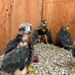 Aplomado Falcon nestlings in our propagation facility.