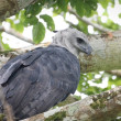 Harpy Eagle Blue LV perched on a branch in 2026.