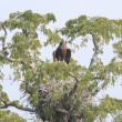 A Madagascar Fish-eagle perched on its nest atop a large tree.