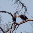 Two California Condors, an adult and an immature, interacting while perched on a dead branch in northern Arizona.