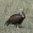 A Hooded Vulture sitting on grassland.