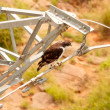 An Augur Buzzard perched on an electrical transmission tower.