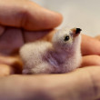 A nestling Puerto Rican Sharp-shinned Hawk cradle in the hands of one of our biologists.